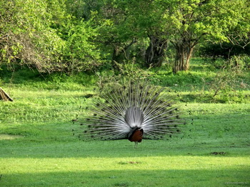 Sri Lanka, Yala, Tissamaharama, Priyankara Hotel